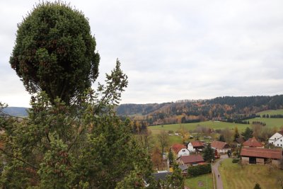 Pseudotsuga menziesii - douglaska tisolistá s čarověníkem 2021